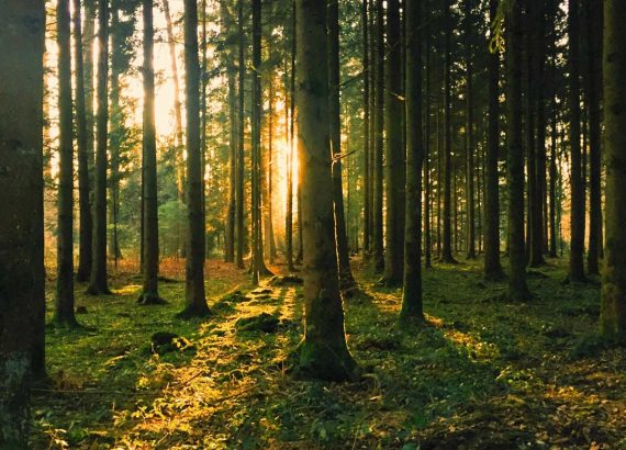 Waldbaden und Naturtherapie - Im Wald zur inneren Ruhe finden